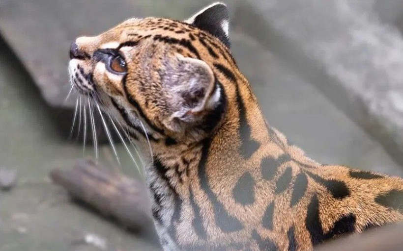Yeni bir kedi türü ortaya çıktı. Bilim insanları şaşkına döndü - Resim: 4