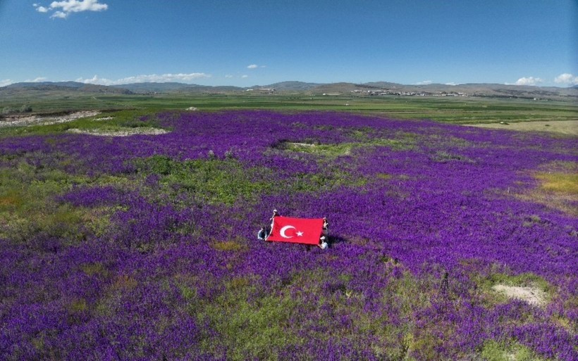 Kazı alanı mor bir halıya büründü - Resim: 9
