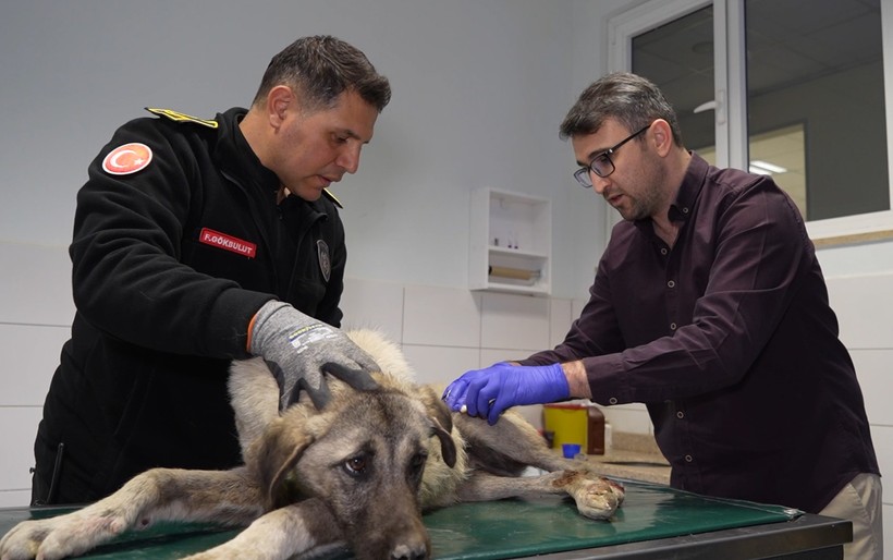 Sirenler bu kez yaralı köpek için çaldı - Resim : 2