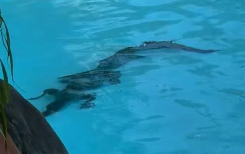 Lüks otelin havuzunda timsah şoku - Resim : 1