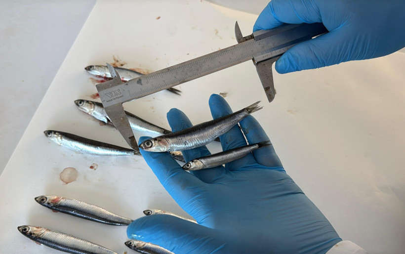 Karadeniz alarm veriyor! Aşırı avcılık hamsiyi küçülttü - Resim : 2