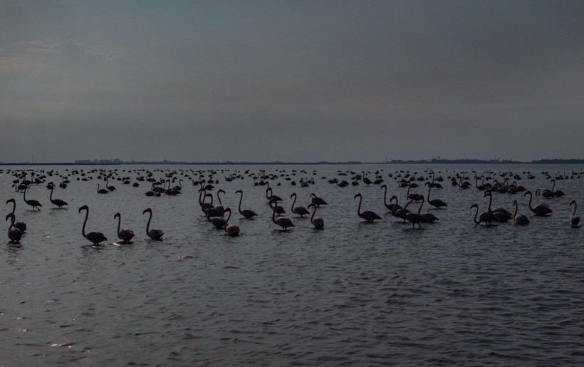 Doğu Akdeniz'de flamingo patlaması! İki katına çıktı - Resim: 26