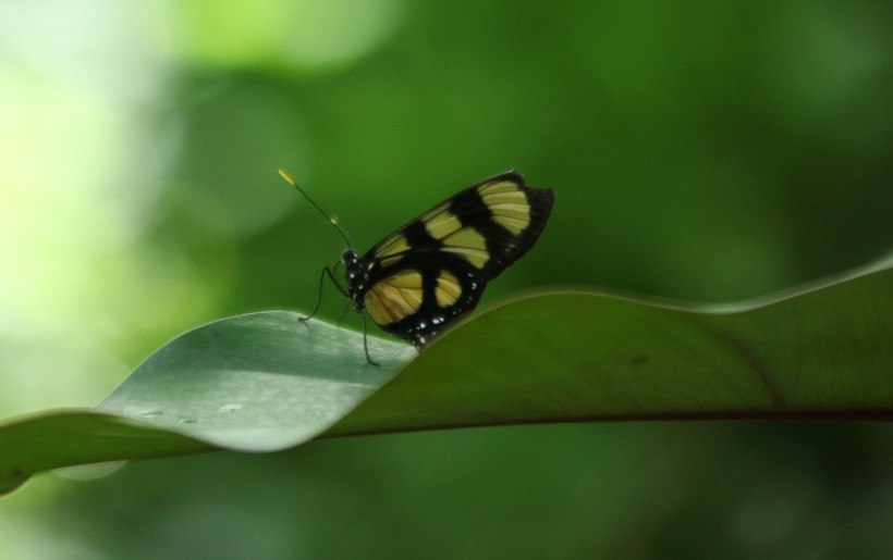 Panama’dan Filipinler’e, onbinlercesi Konya'da buluştu - Resim : 1