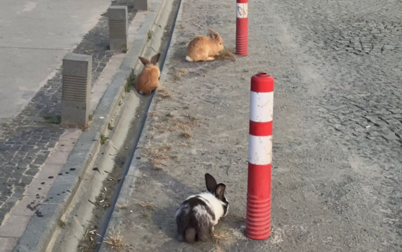 Sahile tavşan akını - Resim : 2