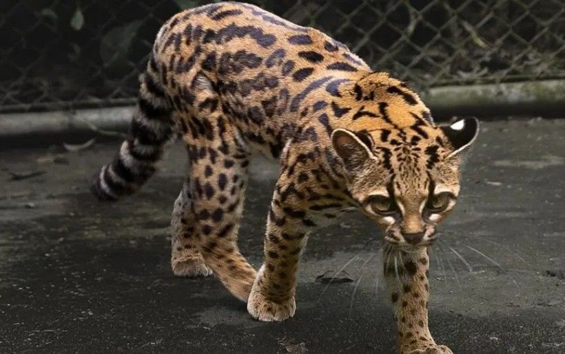 Yeni bir kedi türü ortaya çıktı. Bilim insanları şaşkına döndü - Resim: 2