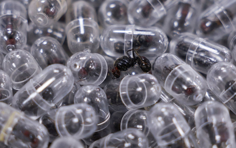 Valizinde tam 2238 karınca bulunmuştu: Hakim karşısına çıktı - Resim: 10