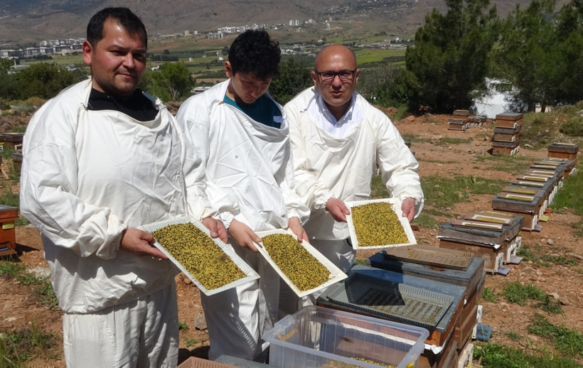 Mersin'de hasadı başladı: Kilosu 300 bin TL’den alıcı buluyor - Resim : 1