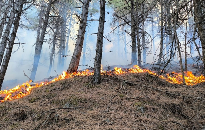 Denizli'de başladı, Aydın'a sıçradı: Üç gündür yanıyor - Resim: 11