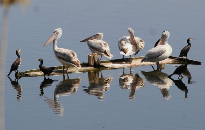 Nesli tehlike altındaki pelikan vurulmuş halde bulundu - Resim : 2