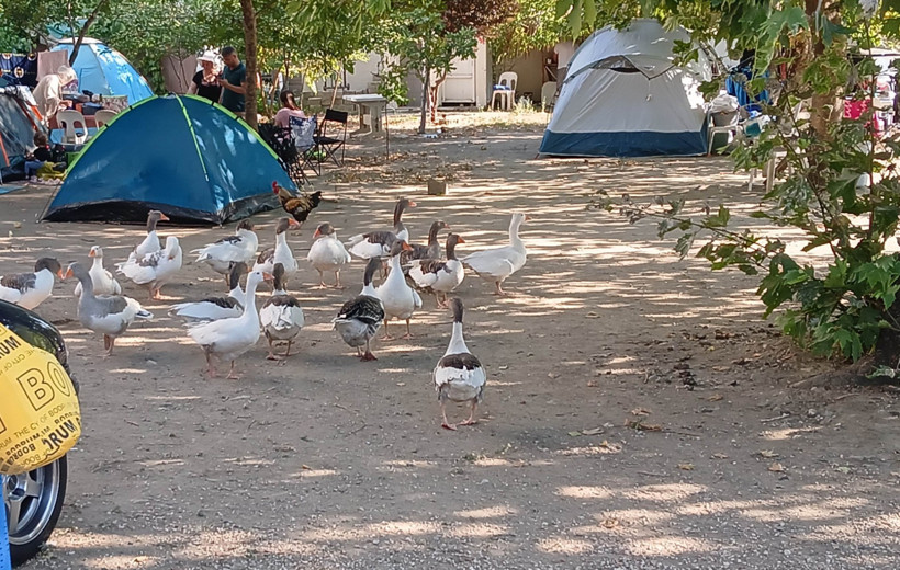 'Ev hapsi'nden 'şartlı tahliye'ye: Kazlar bir nebze özgür - Resim : 1