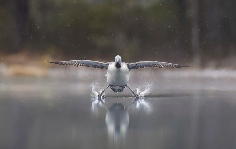 Yılın en komik vahşi doğa fotoğrafları belli oldu - Resim: 11