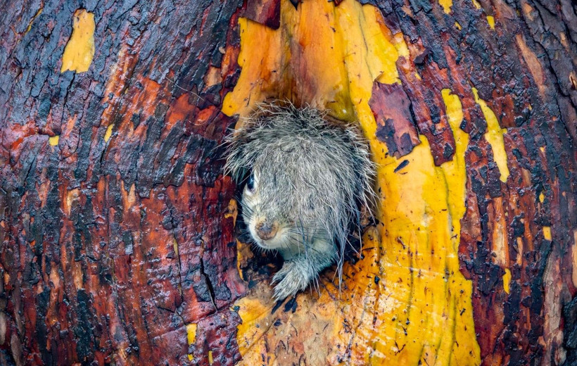 Yılın en komik vahşi doğa fotoğrafları belli oldu - Resim: 9