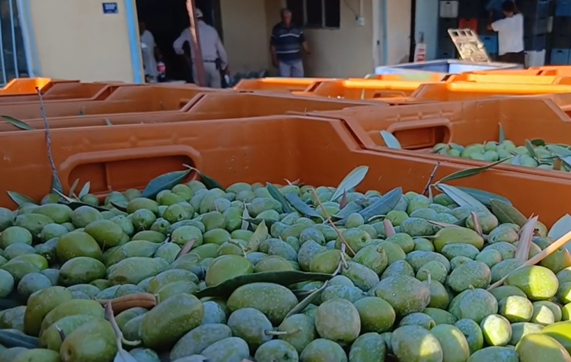 Çiftçinin zeytin isyanı - Resim : 4