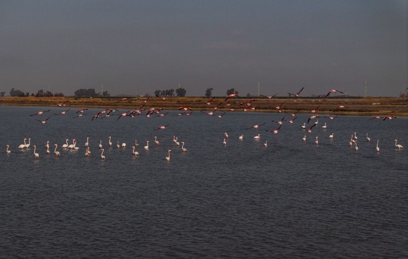 Doğu Akdeniz'de flamingo patlaması! İki katına çıktı - Resim: 29