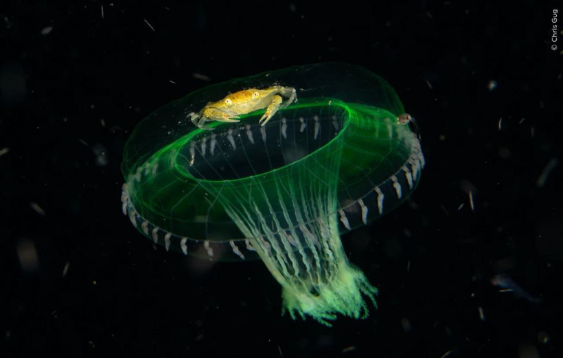 Vahşi doğadan çarpıcı anlar: Yılın en iyileri halk oylamasında - Resim: 5