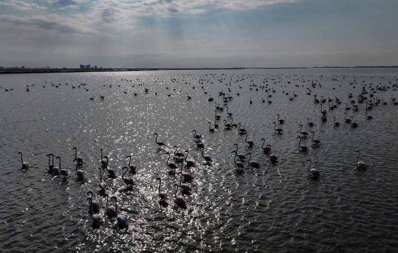 Doğu Akdeniz'de flamingo patlaması! İki katına çıktı - Resim: 27