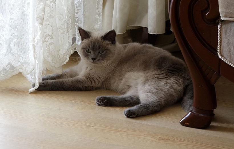 Her yerde onu arıyordu: 'Badem'i bulanı altınla ödüllendirdi - Resim : 2