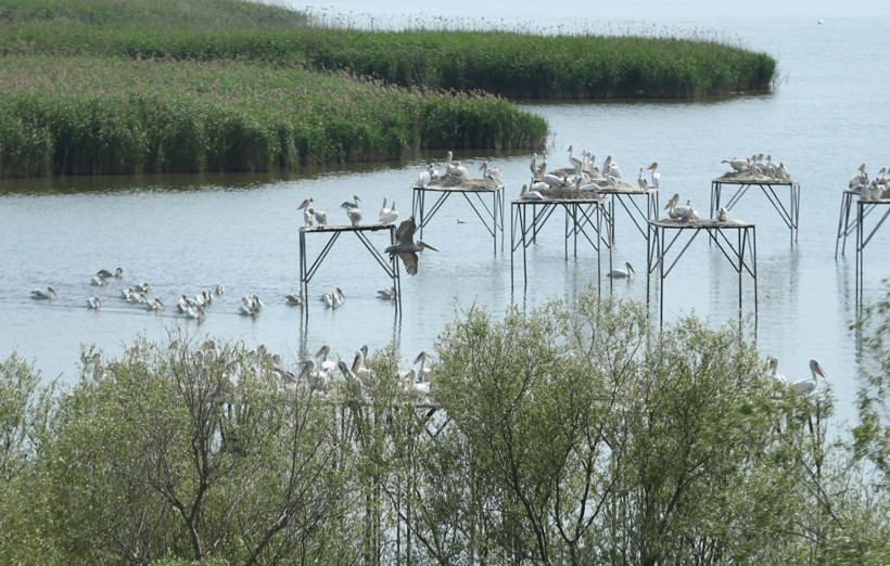 Kuşcenneti’nde bahar coşkusu: Milli Park kuşlarla renklendi - Resim: 14