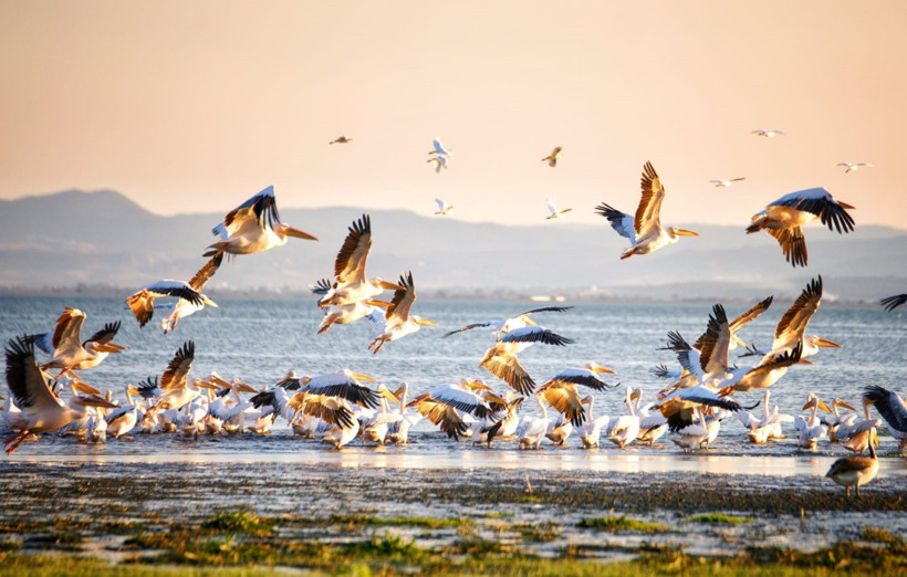 Manyas Kuş Cenneti’nde sonbahar şöleni: Pelikanlar ve flamingolar göç yolunda - Resim : 1