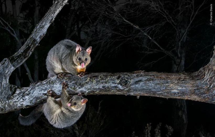 Vahşi doğadan çarpıcı anlar: Yılın en iyileri halk oylamasında - Resim: 7