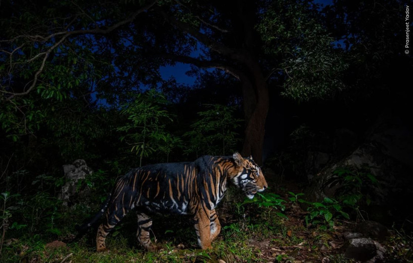 Vahşi doğadan çarpıcı anlar: Yılın en iyileri halk oylamasında - Resim: 10