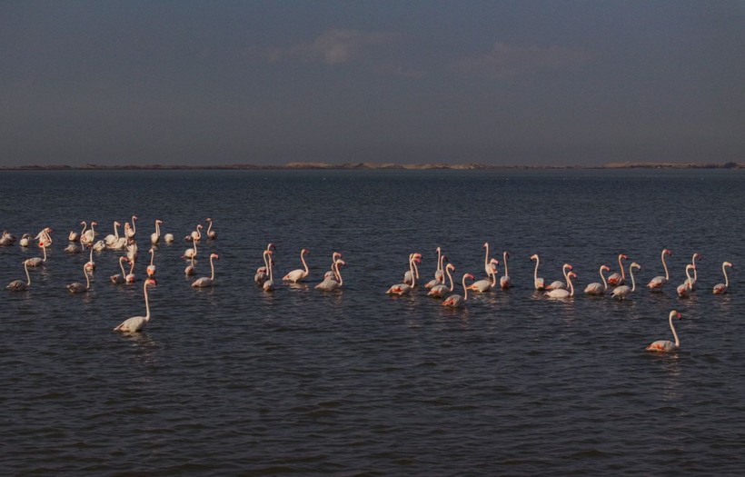 Doğu Akdeniz'de flamingo patlaması! İki katına çıktı - Resim: 30