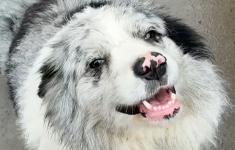 Fenomen köpeğin sonu korkunç oldu: Önce çalındı, sonra kesilip yenildi - Resim : 2