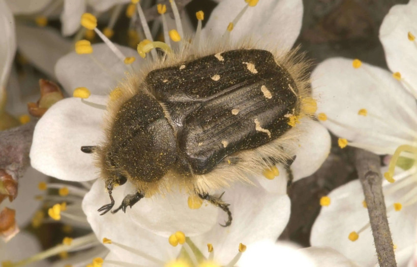 Meyve bahçelerinde verimi düşüren böceğe mavi leğenli önlem - Resim : 2
