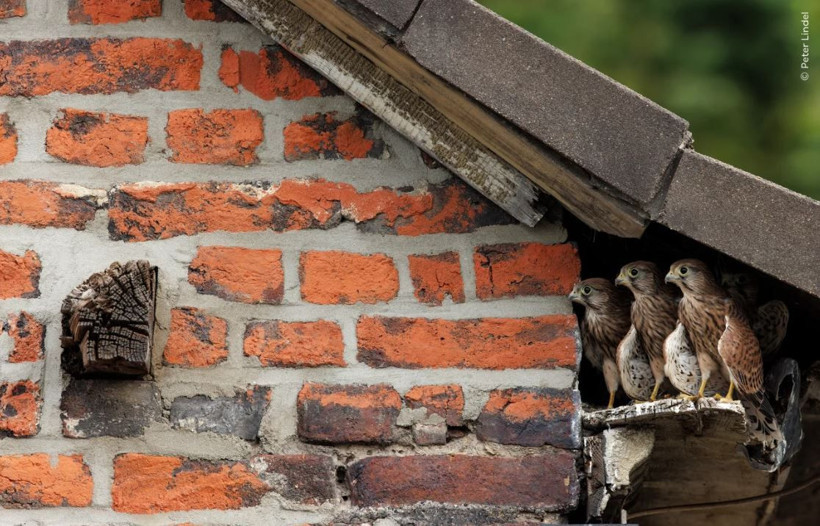 Vahşi doğadan çarpıcı anlar: Yılın en iyileri halk oylamasında - Resim: 4