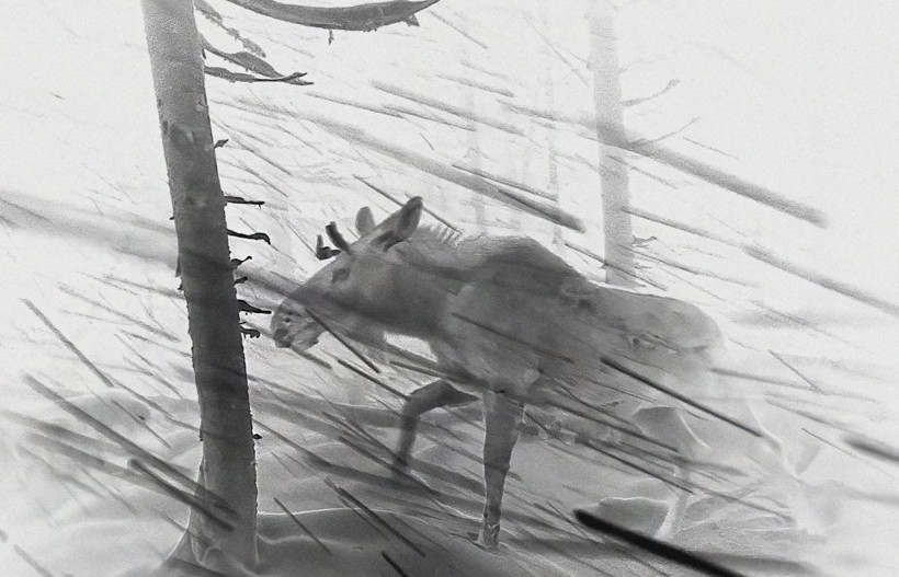 2025 Doğa Fotoğrafçılığı Yarışması'nın kazananları belli oldu - Resim: 14