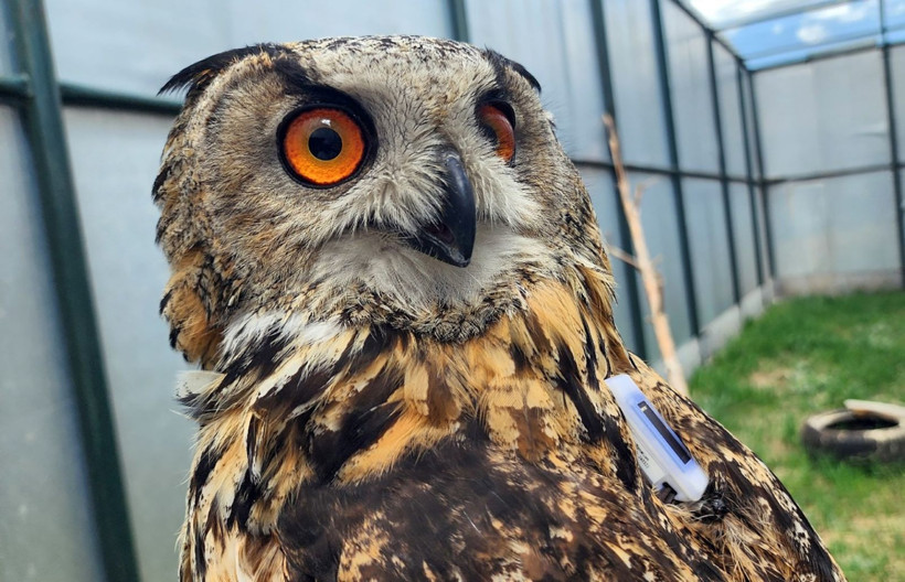 Aras Kuş Cenneti’nde 23 türden 177 kuşa verici takıldı - Resim: 4