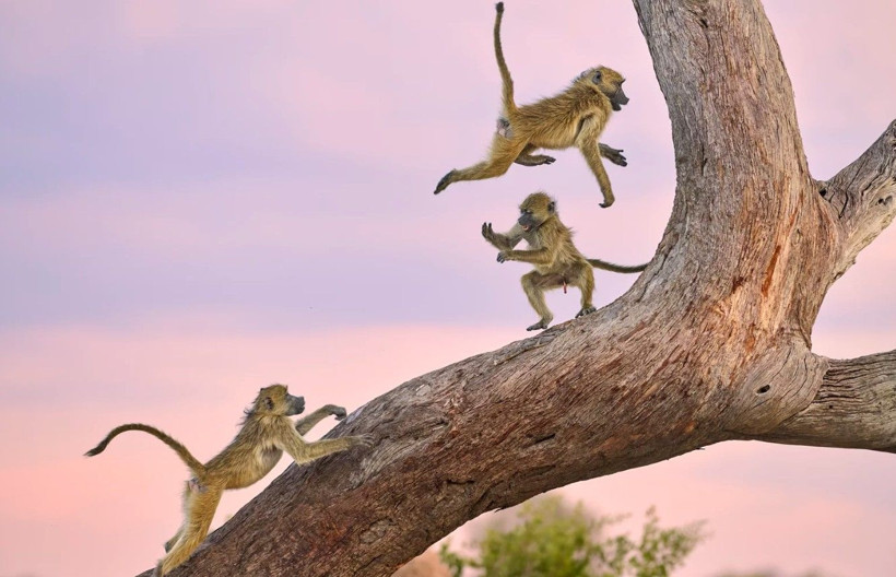 Yılın en komik vahşi doğa fotoğrafları belli oldu - Resim: 12