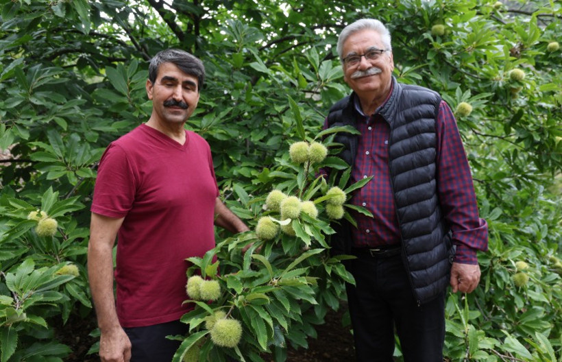 1200 rakımda yetişen ‘Hacı Ömer’ 500 TL’den satılıyor - Resim : 1