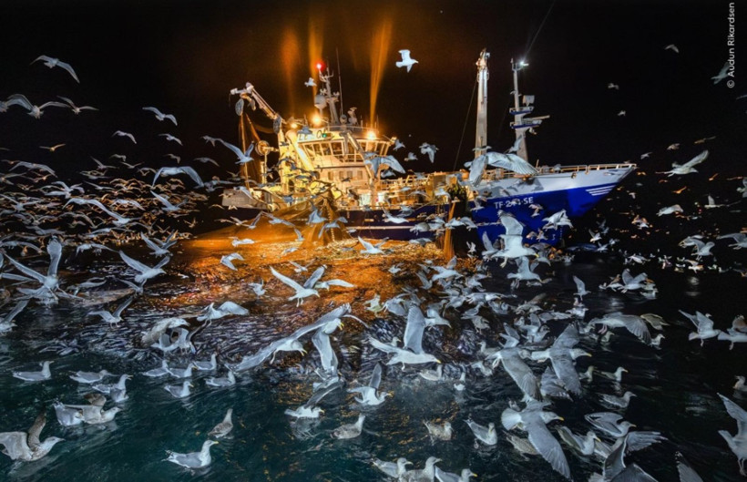 Vahşi Doğa Fotoğrafçılığı yarışmasının kazananları açıklandı: İşte büyüleyen kareler - Resim: 7