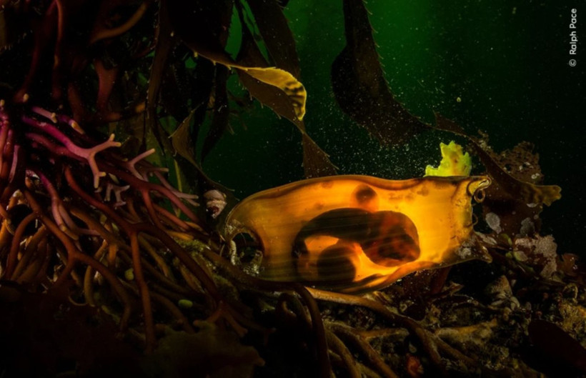 Vahşi Doğa Fotoğrafçılığı yarışmasının kazananları açıklandı: İşte büyüleyen kareler - Resim: 13