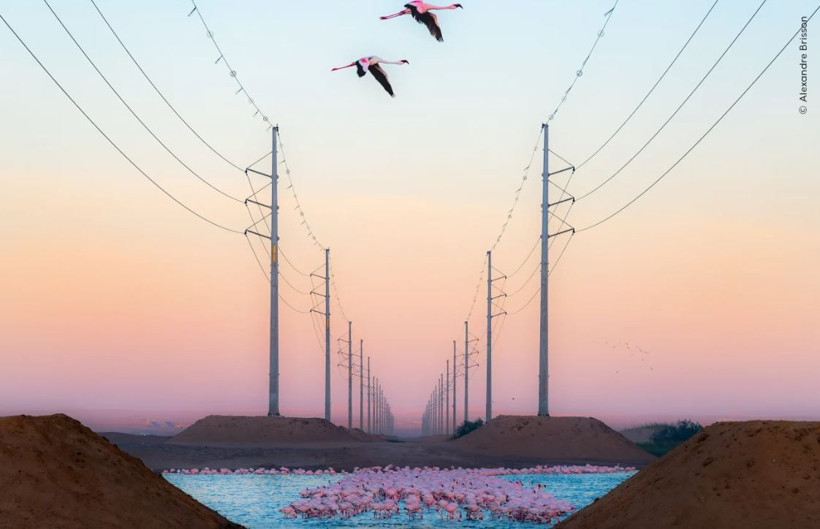 Vahşi doğadan çarpıcı anlar: Yılın en iyileri halk oylamasında - Resim: 6