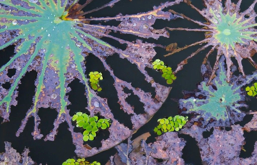 Doğanın saklı yüzü: Yılın Yakın Plan Fotoğrafçılığı kazananları belli oldu - Resim: 12