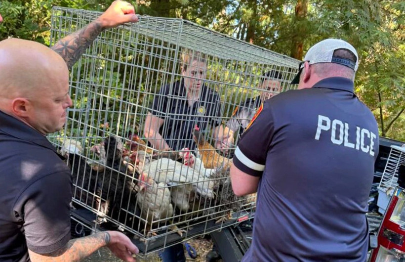 Kirpi, sincap, horoz... Evden tam 206 hayvan çıktı - Resim : 1