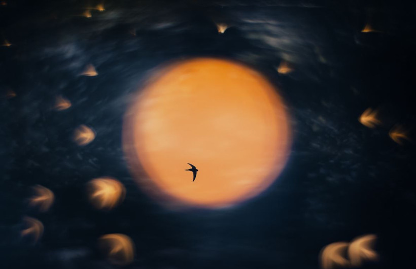 2025 Doğa Fotoğrafçılığı Yarışması'nın kazananları belli oldu - Resim: 1