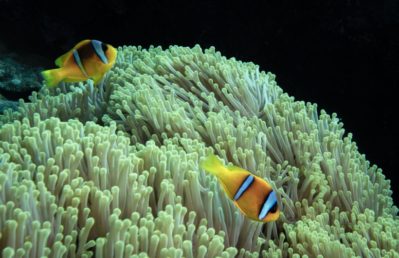 Kızıldeniz'in rengarenk sahipleri - Resim: 12