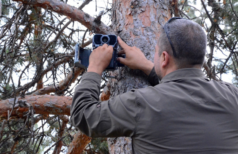Ayıların kaşınmak için ağaç tercihi tesadüf değil - Resim : 2