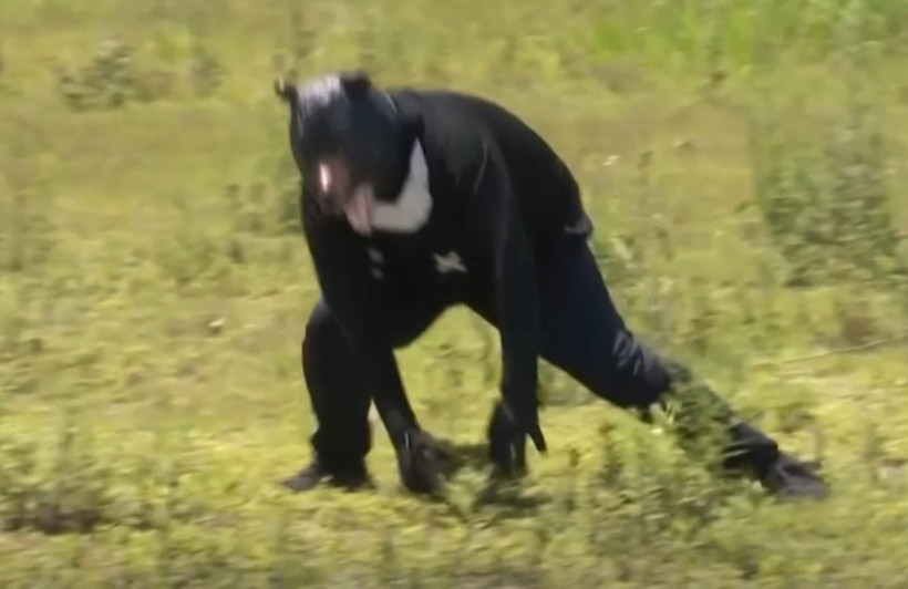 İlginç tatbikat: Ayı kostümüyle polisleri kovaladı - Resim : 3