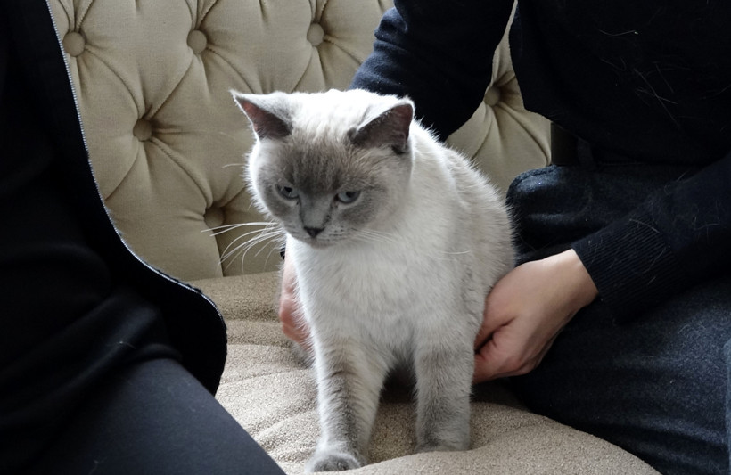 Her yerde onu arıyordu: 'Badem'i bulanı altınla ödüllendirdi - Resim : 4