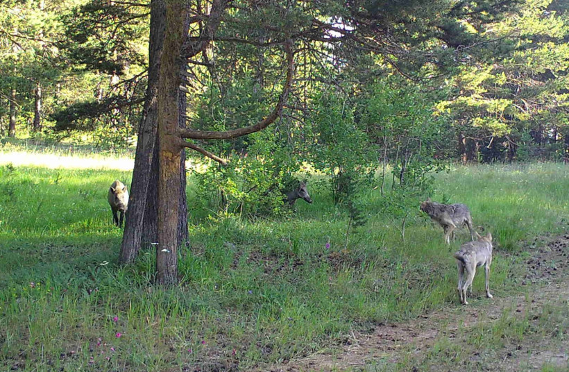 Ayıların kaşınmak için ağaç tercihi tesadüf değil - Resim : 3
