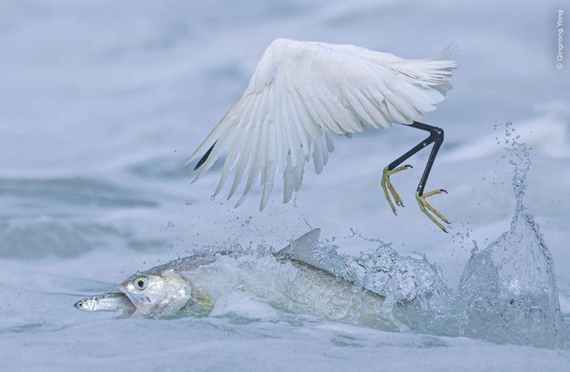 Vahşi Doğa Fotoğrafçılığı yarışmasının kazananları açıklandı: İşte büyüleyen kareler - Resim: 6