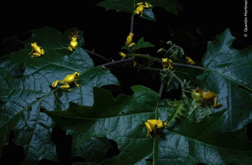 Vahşi Doğa Fotoğrafçılığı yarışmasının kazananları açıklandı: İşte büyüleyen kareler - Resim: 12