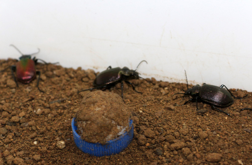 Ağaçlar için seferber oldular: 'Terminatör üretmeye başladık' - Resim : 2