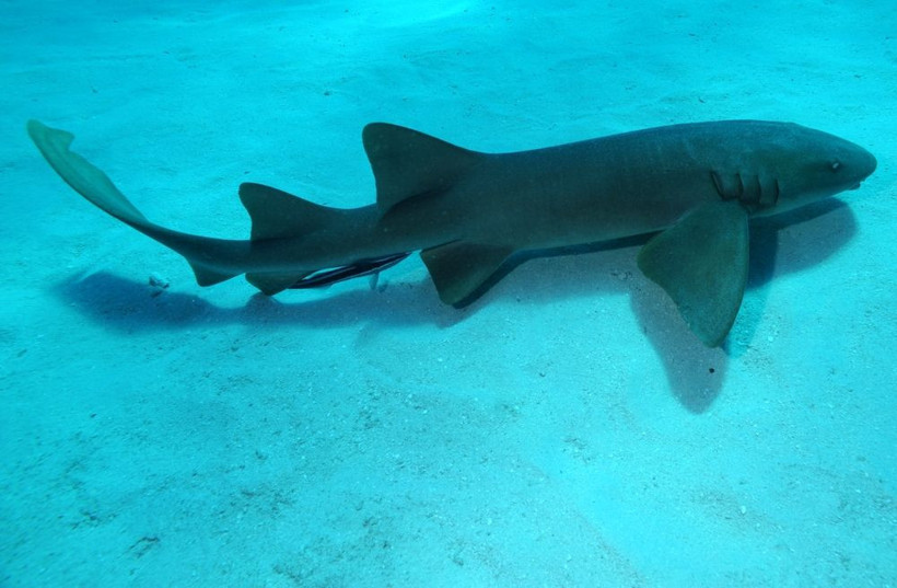 Bilim insanlarını şaşırtan keşif: Turuncu köpek balığı! - Resim: 3