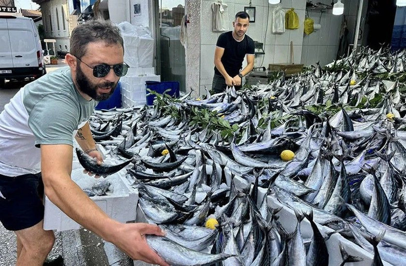 Palamut yaşlılara doping etkisi yapıyor - Resim: 9