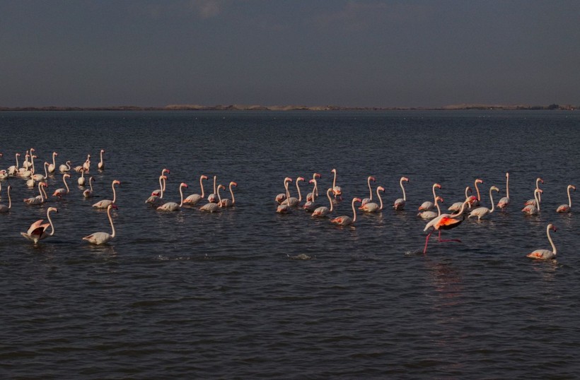 Doğu Akdeniz'de flamingo patlaması! İki katına çıktı - Resim: 25